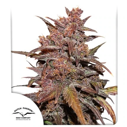 CBD Auto Blackberry Kush autofem