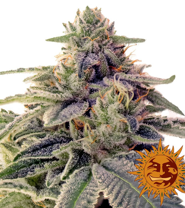 Shiskaberry fem