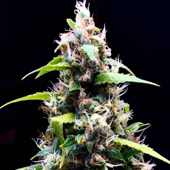 Sour Puffs fem