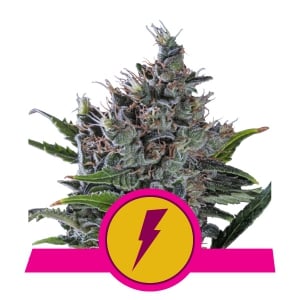 North Thunderfuck fem