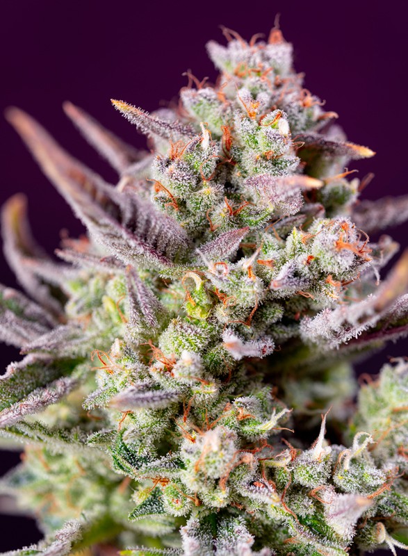 Sweet Zenzation XL Auto autofem