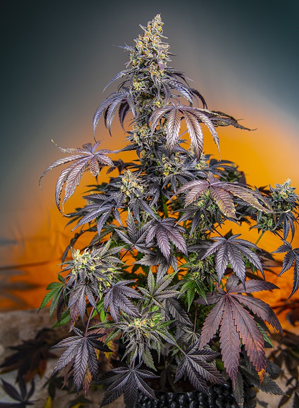 Red Gorilla Girl XL Auto autofem