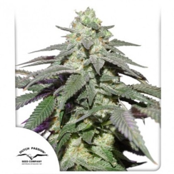 Auto Skywalker Haze autofem