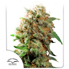 CBD Mazar fem