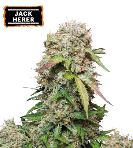 Jack Herer  Auto autofem