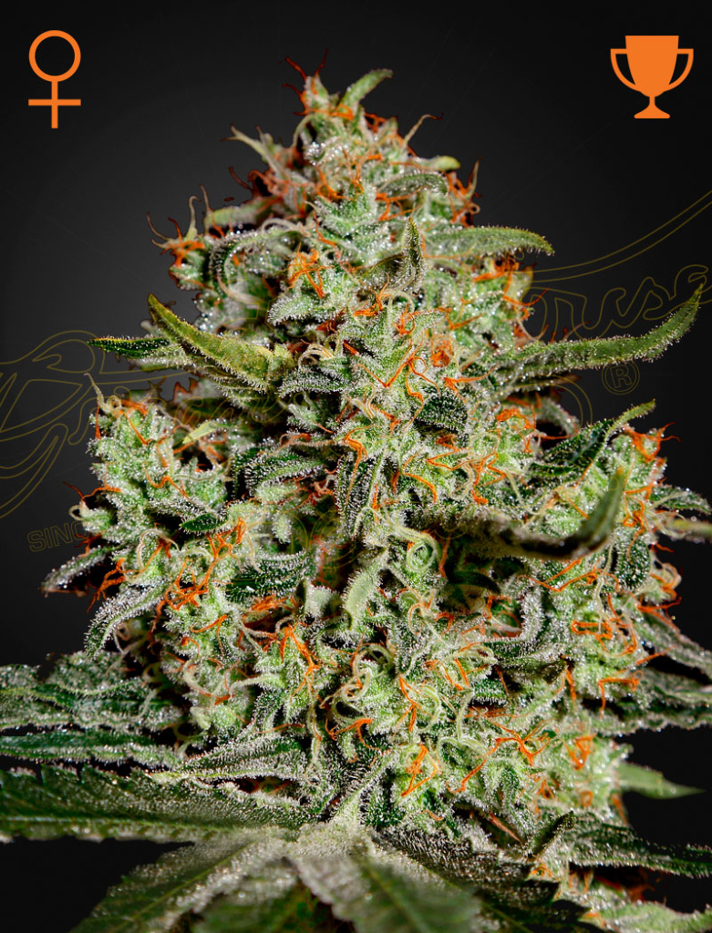 Big Bang (Feminised) fem