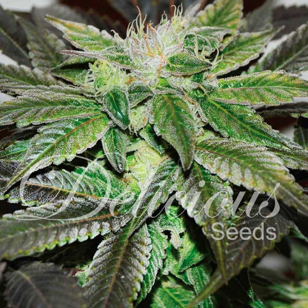 Sugar Candy fem