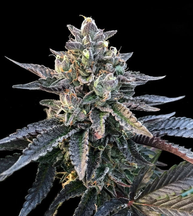 Ice Gelato Auto