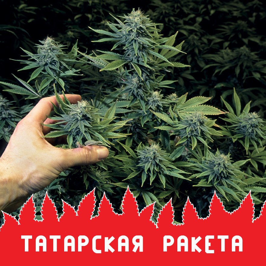 Татарская ракета fem