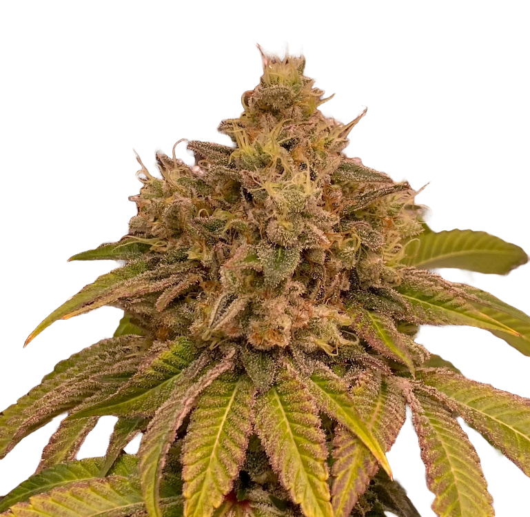 AK 47 Ultra genetics fem