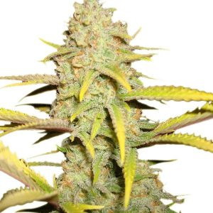 Auto OG Kush genetics autofem