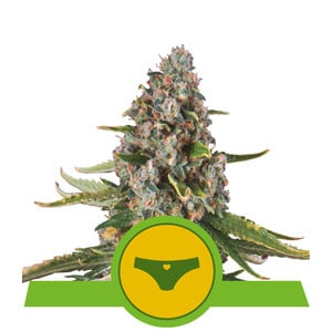 Sherbet Queen Automatic autofem
