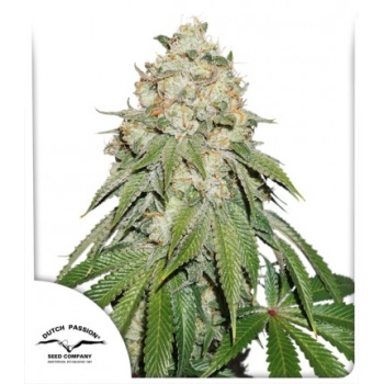 Auto Banana Blaze autofem
