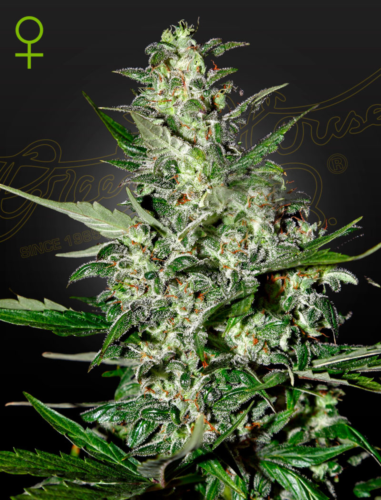Super Critical Auto autofem