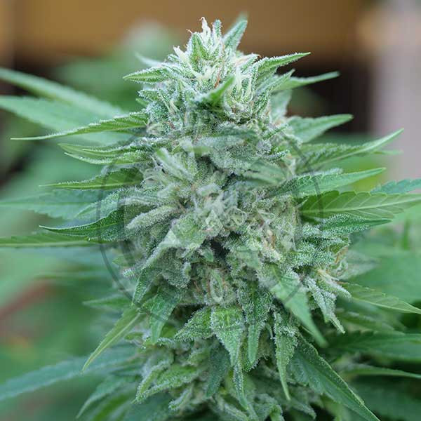 Moby Delicious fem