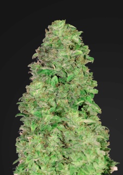 CBD 20:1 autofem