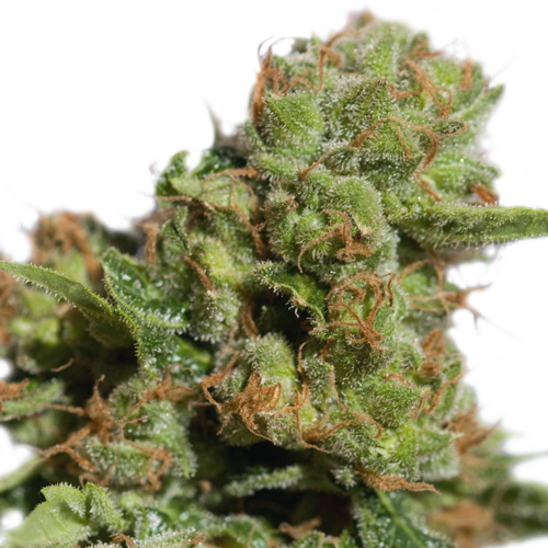Auto Bruce Lemon Diesel autofem