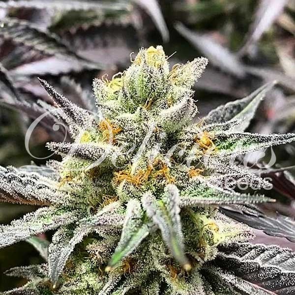 Delicious Cookies fem