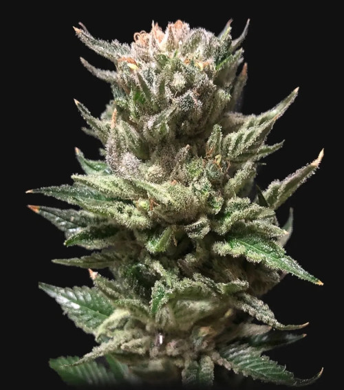 Gelato autofem