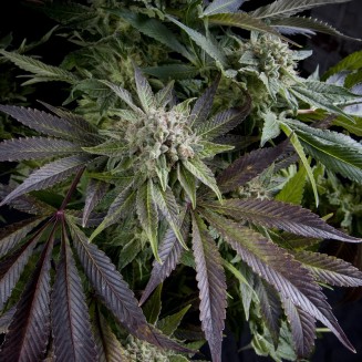Blue Pyramid fem