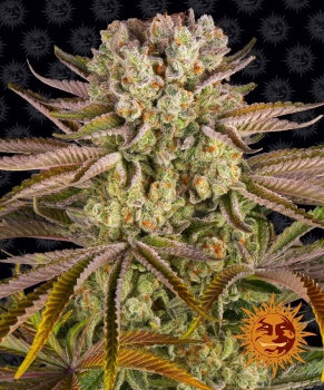 Pineapple Express fem