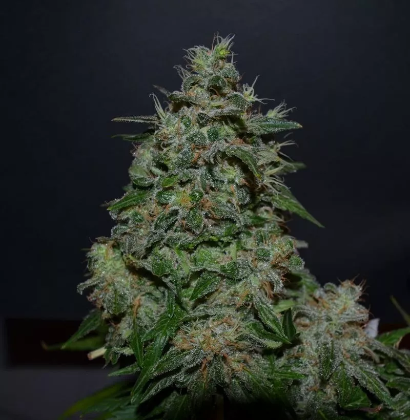 AK Kush Express fem