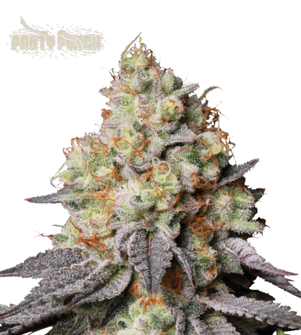 Panty Punch Auto autofem