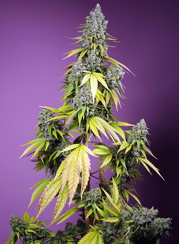 Jet Fuel Mandarine XL Auto autofem