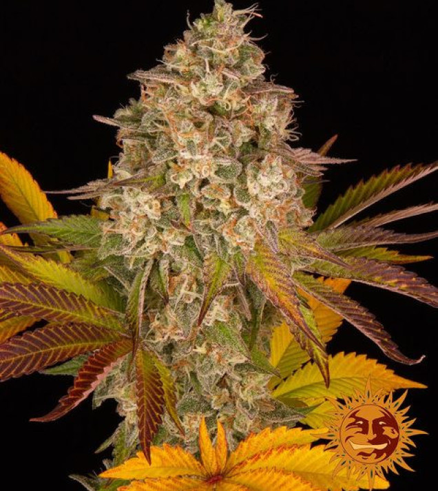 Cookies Kush Auto autofem