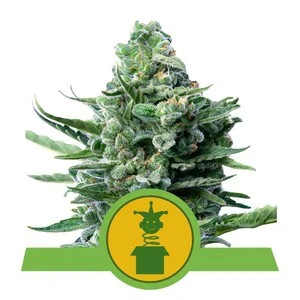 Royal Jack Automatic autofem