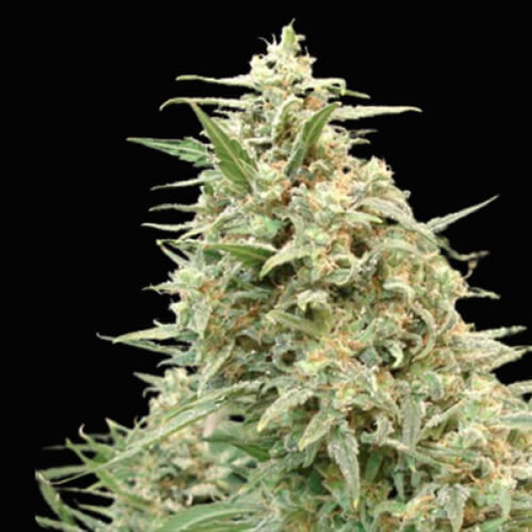Snow White Amsterdam fem