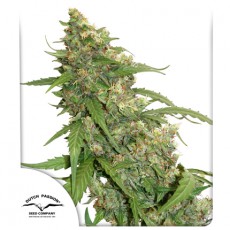 CBD Auto Compassion Lime autofem