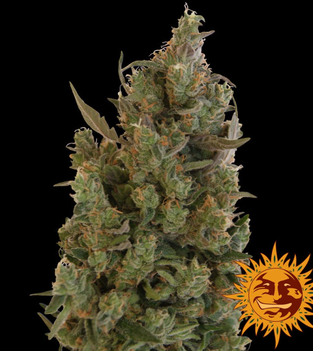 Blueberry Cheese (Blue Cheese) fem
