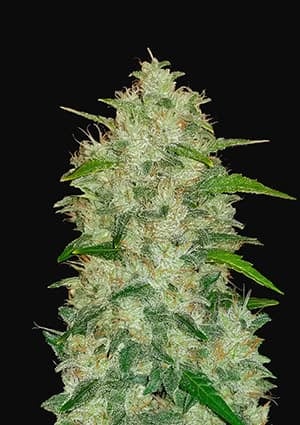 Original Auto Chemdawg autofem