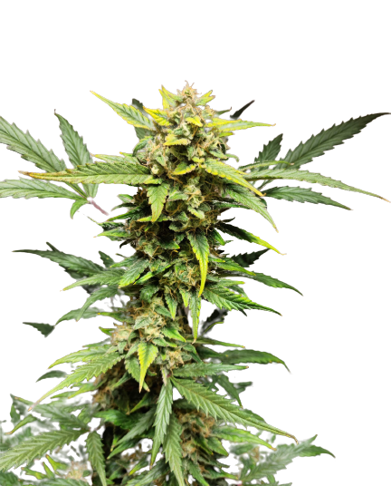 Auto Mandarin Cream XXL genetics autofem