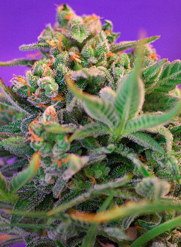 Sweet Cheese F1 Fast Version fem