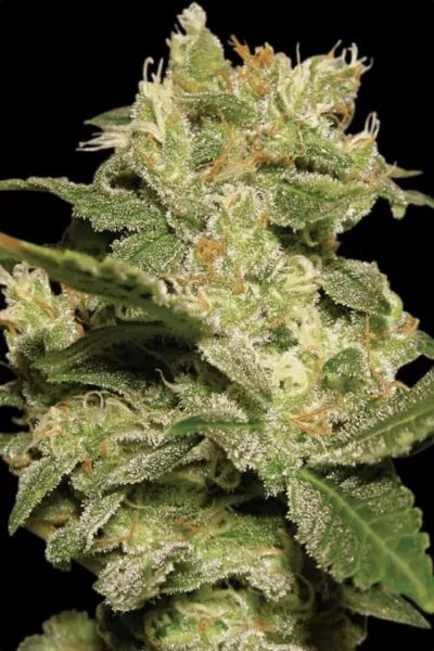 Auto Jack autofem