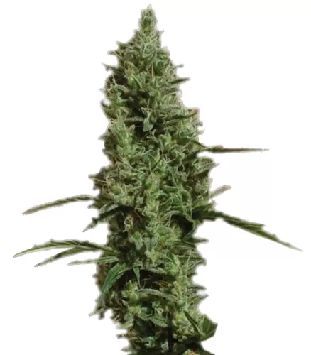 Atomical Haze fem
