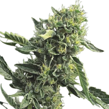 DC Cure 1:1 autofem