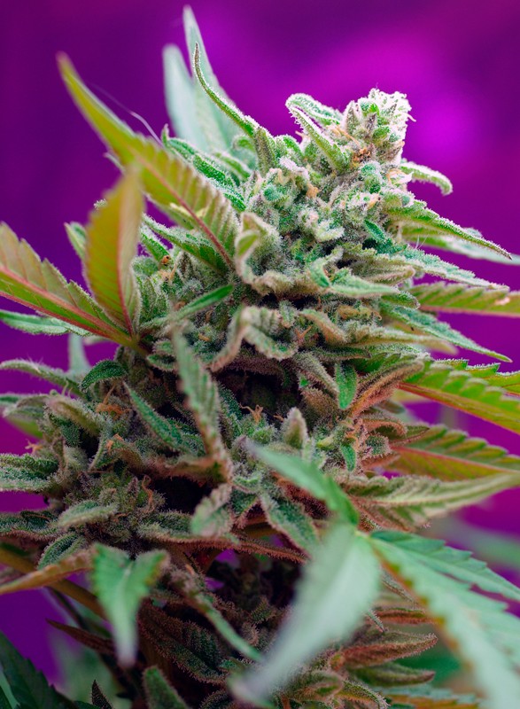 Black Jack Auto autofem