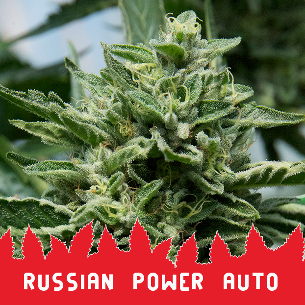 Russian Power auto