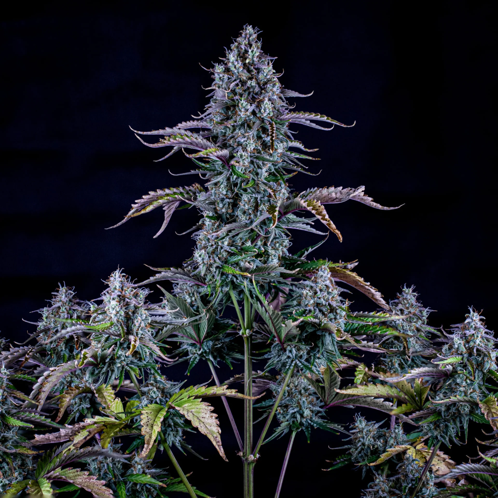 Ripley's OG Auto autofem