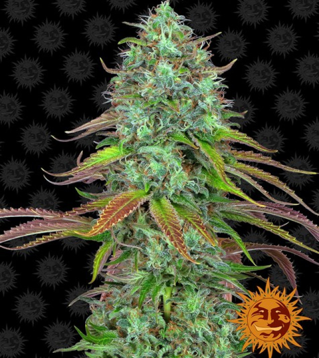 LSD Auto autofem