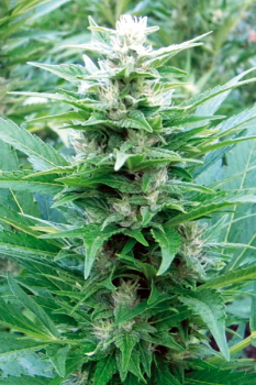 Fruity Jack fem