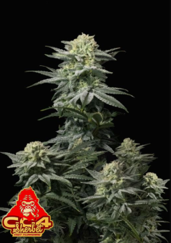 GG4 Sherbet FF fem