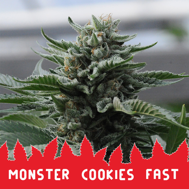 Monster Cookies Fast fem