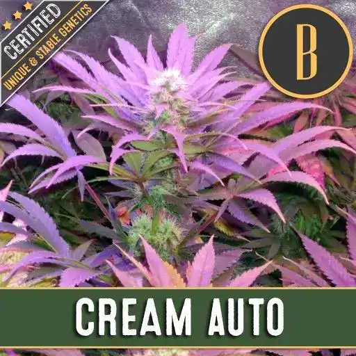 Auto Cream autofem