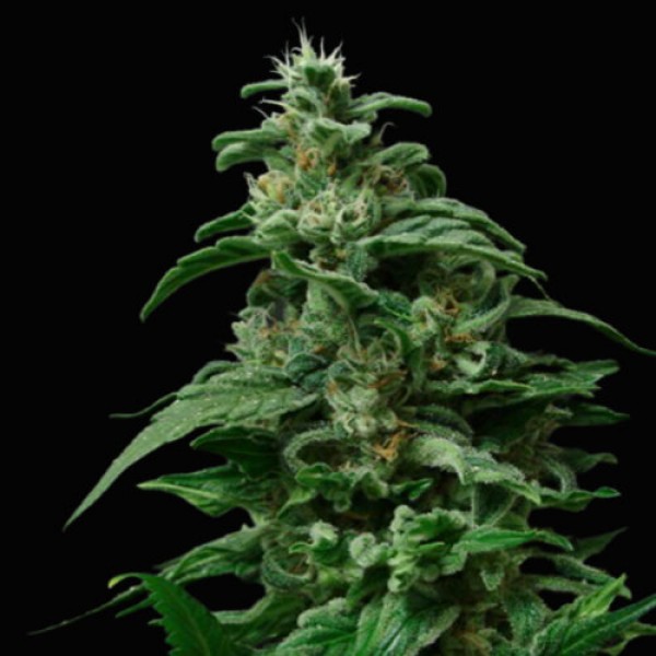 Black Widow fem