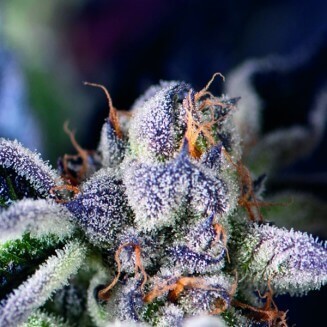 Cookies USA fem