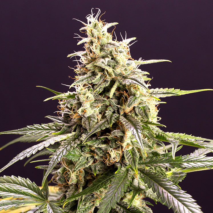 Chem Bomb Auto (Feminised) autofem